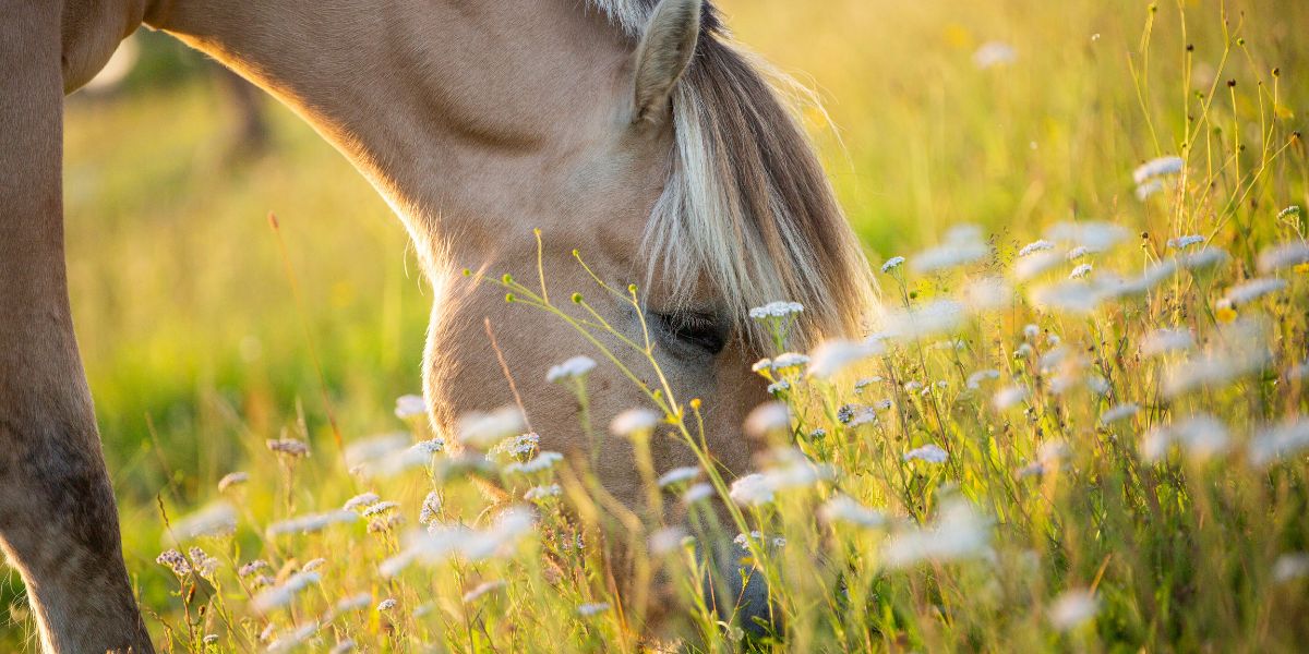 Paard eet Bloemen